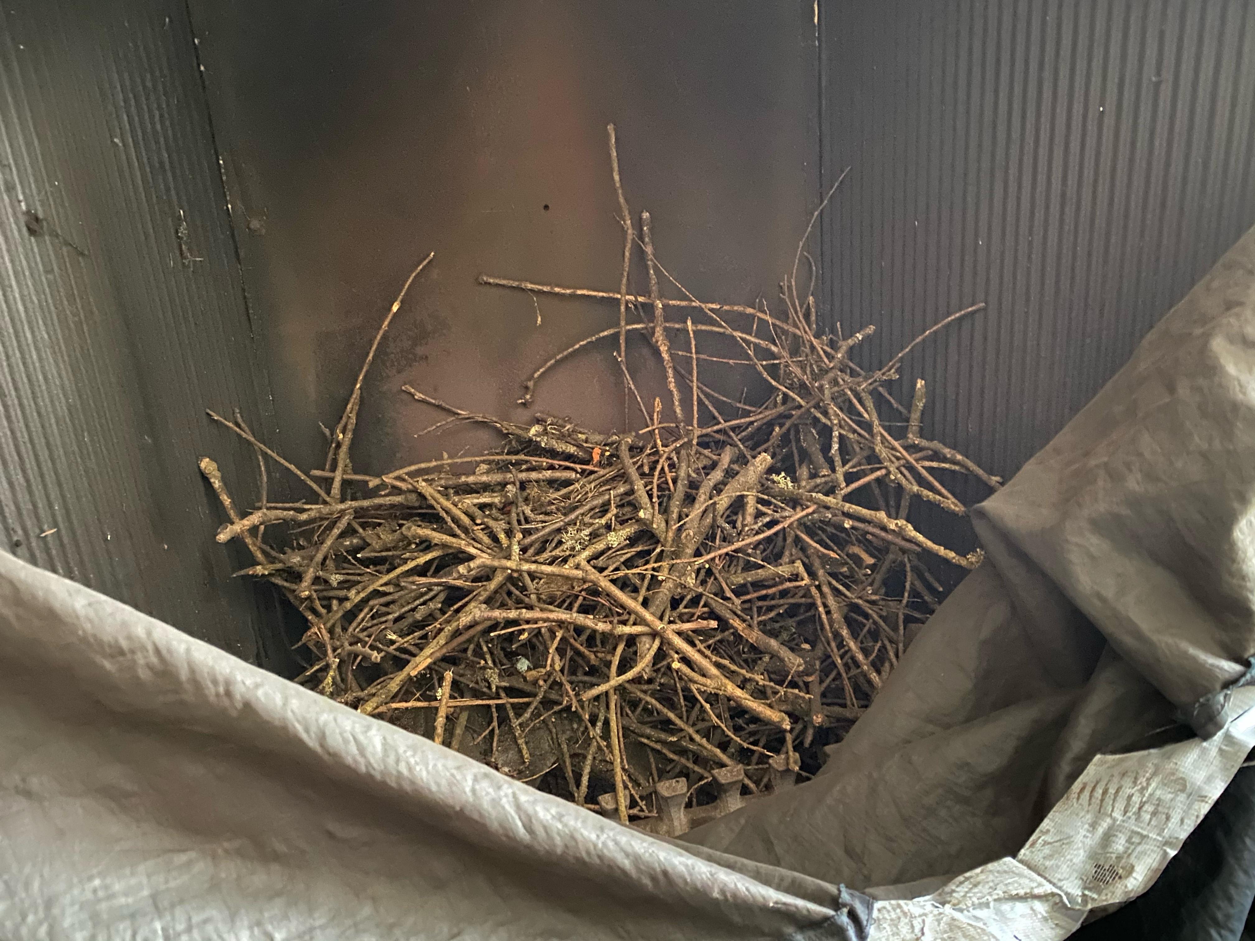 Bird 2024 nest removal