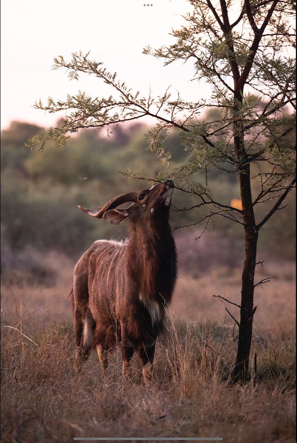 Maia Wildlife