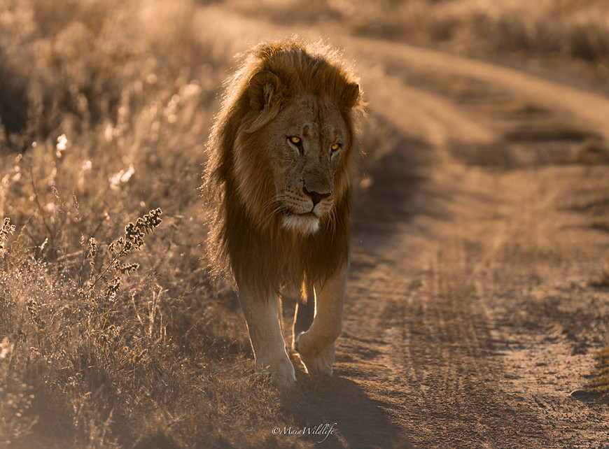 Lion on custom photographic safari in golden light