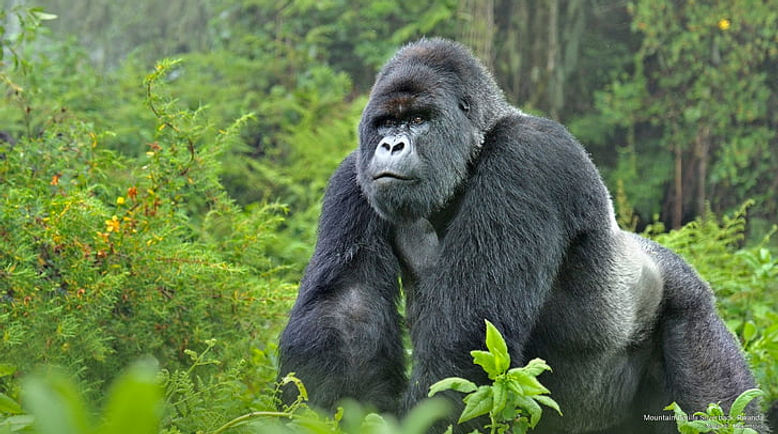 mountain-gorilla-silverback-rwanda-wallpaper-preview.jpg