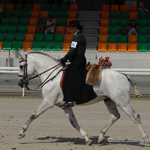 Uligàrio, Lusitano stallion
