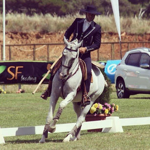 Zaxixe, Lusitano gelding