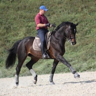 Lantiamo, Hanoverian stallion