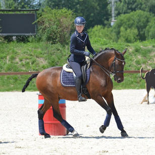 Berbere, Lusitano gelding