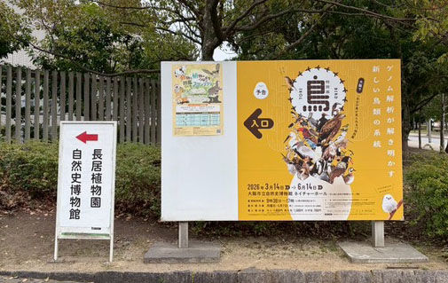 「鳥 ～ゲノム解析が解き明かす新しい鳥類の系統～」