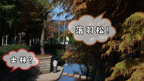 士林落羽松景點介紹