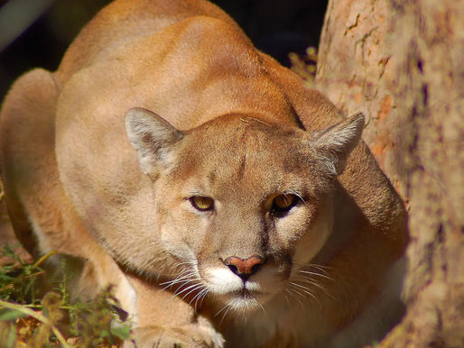 Ranchers Fight Mountain Lion Attacks: California State Laws Protect Lions Not Sheep