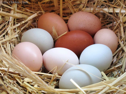 Exposing The DarknessThe Polio Vaccine Deception: