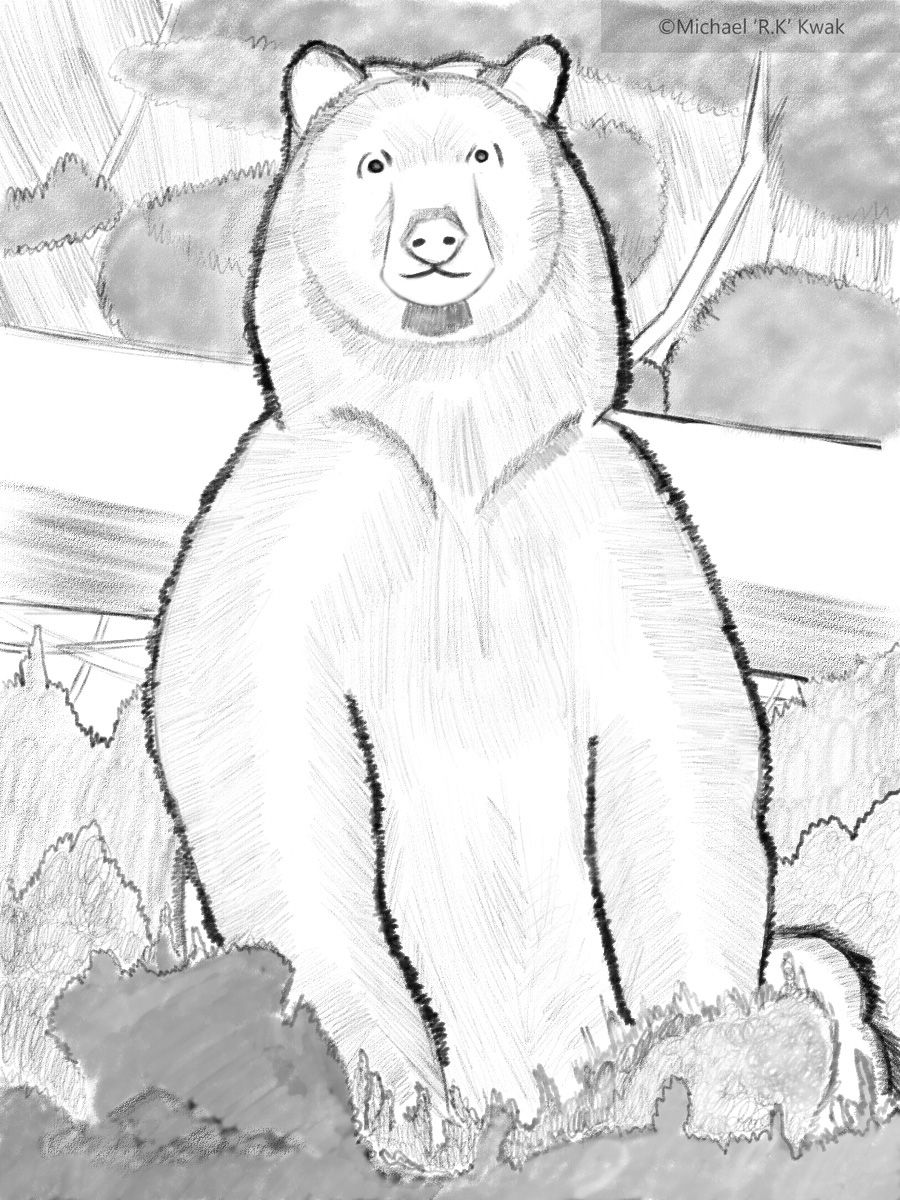 Bear