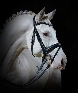 Westi profile black.jpg