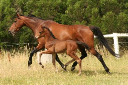 Highview Wonderland x kolbeach waltz