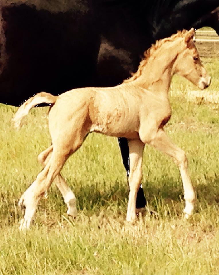 Glamour Rock - Palomino colt