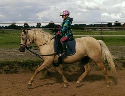 3 yo mare x Golden Rock in Germany