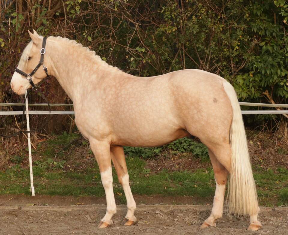 Golden Unicorn