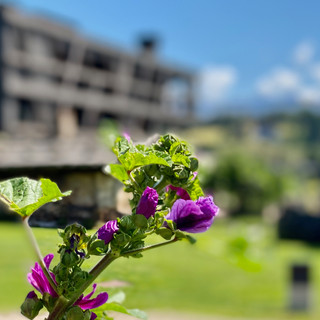 Hotel Pfösl Blumen pracht