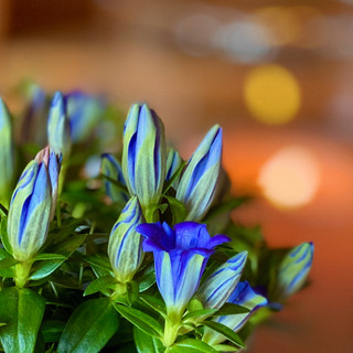 Berg blumen