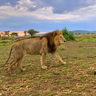 Simba