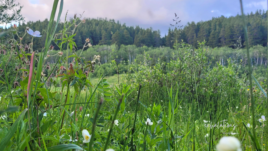 wild spaces