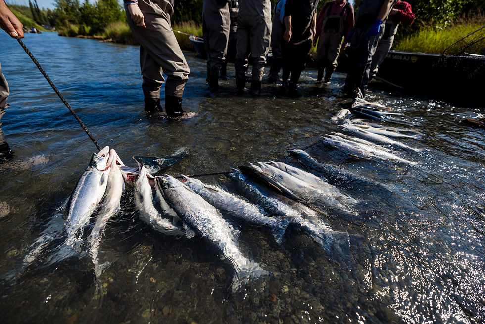 A stringer of freshly caught salmon resting in the shallows of the Kenai River, with anglers in waders standing nearby.