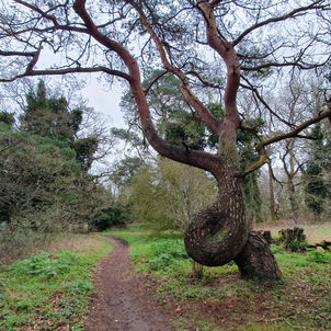 Norfolk's Wishing Tree