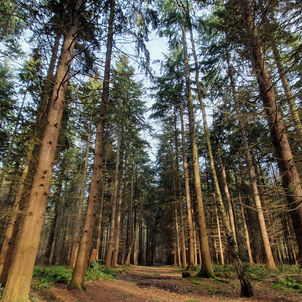 The Bacton Wood ghost