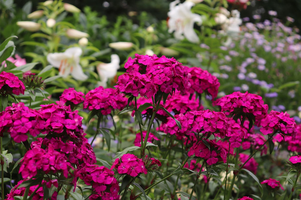 Jardins des Metis