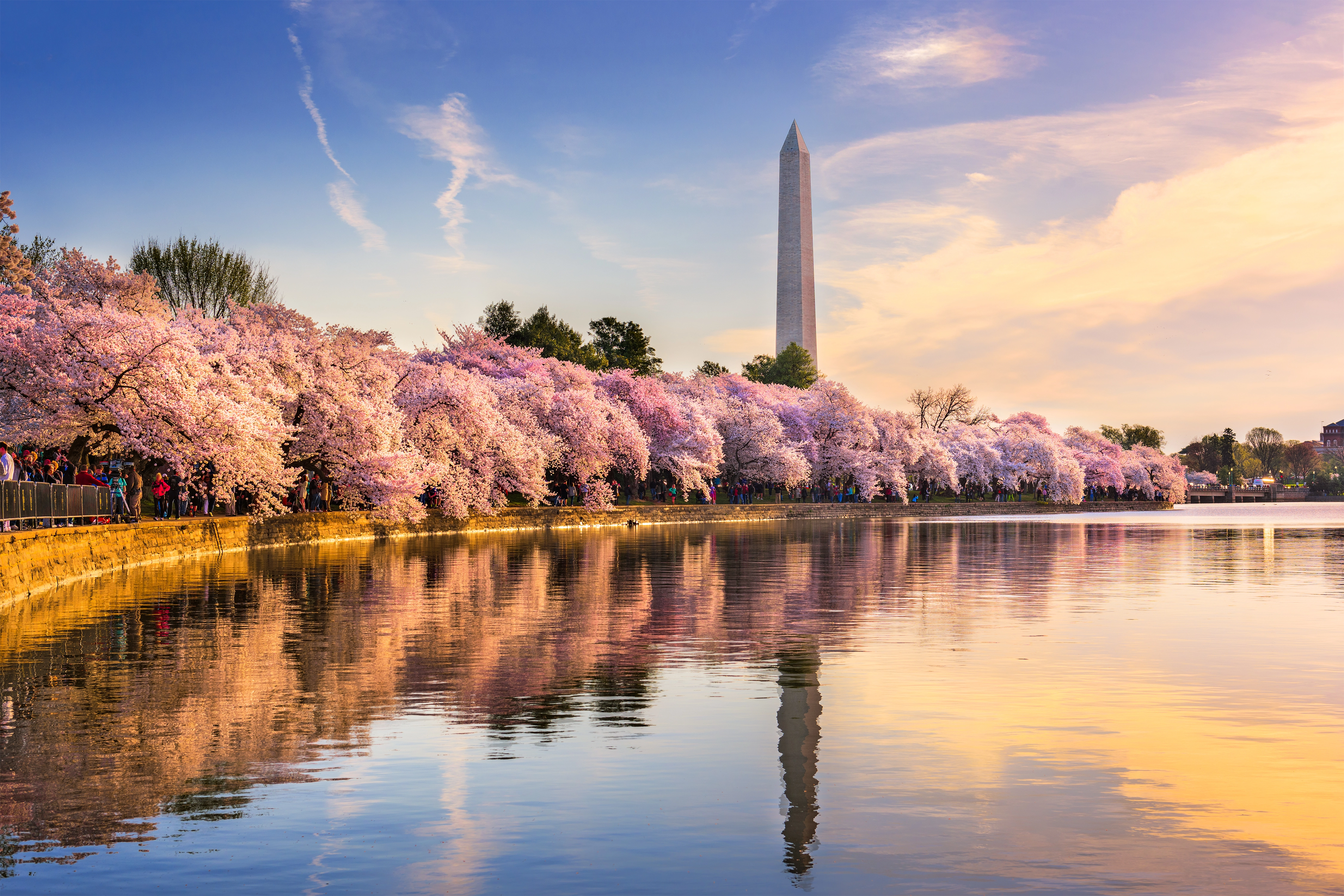 cherry-blossoms-along-tidal-basin.webp