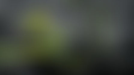 Surviving Brokenness in the Church