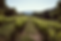 domainedesmathouans-74.png