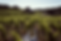 domainedesmathouans-93.png