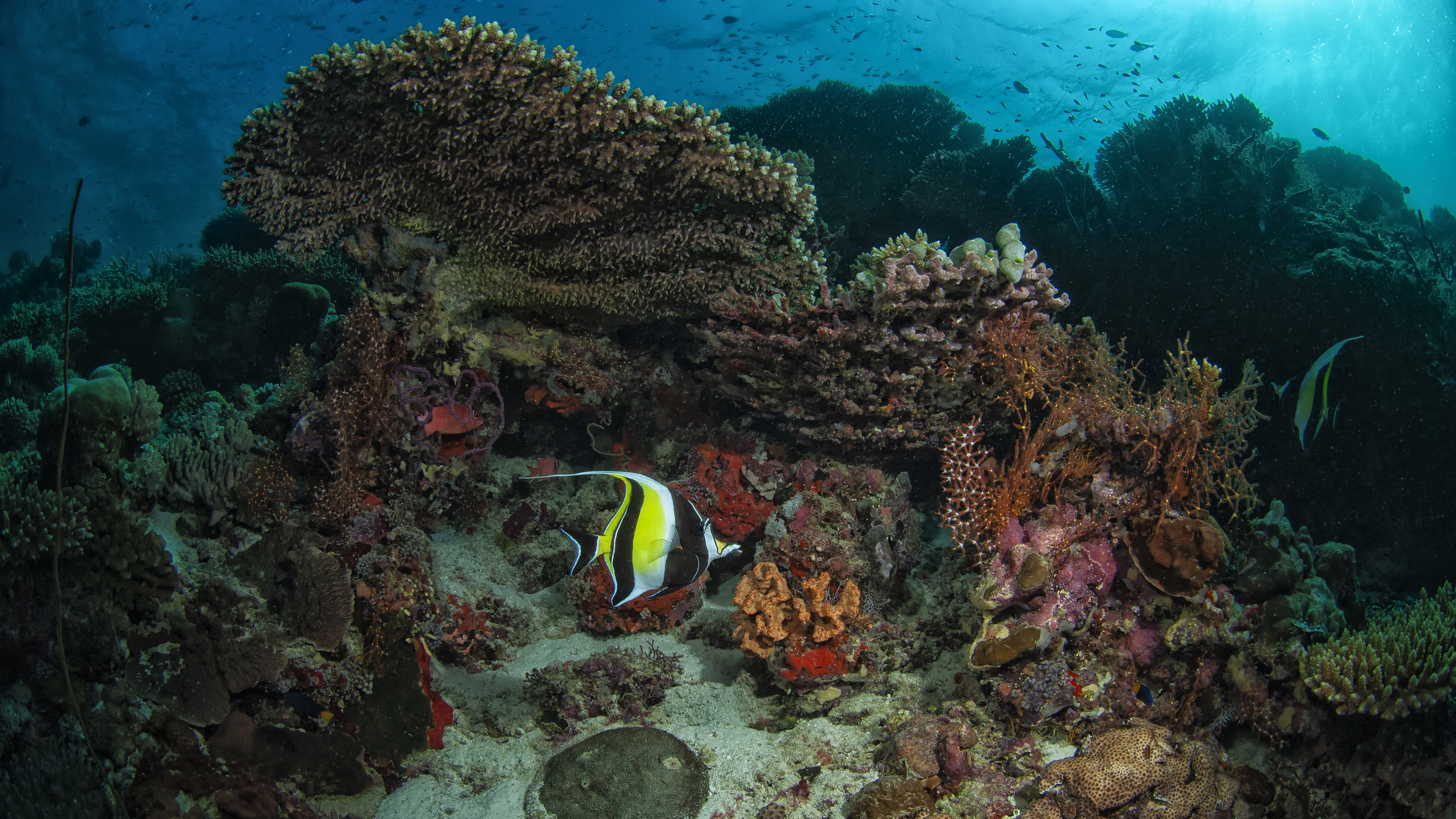 Moorish Idol