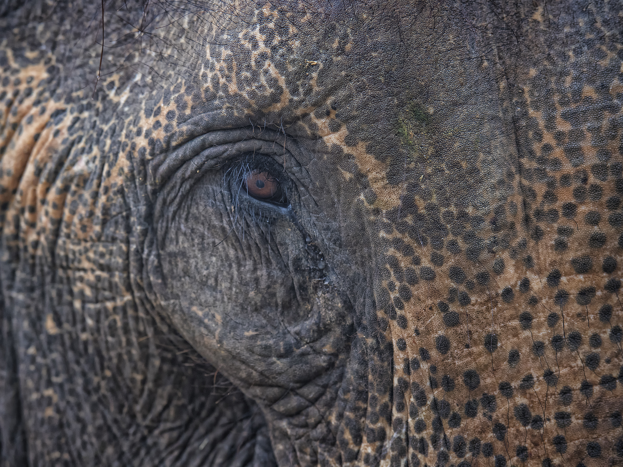 Eye of the Elephant