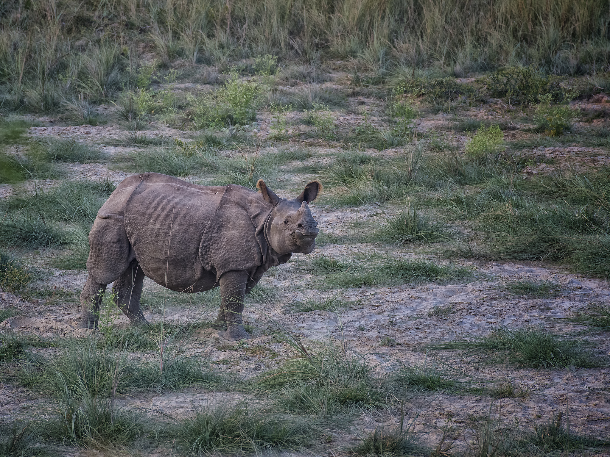 One Horned Asian Rhino