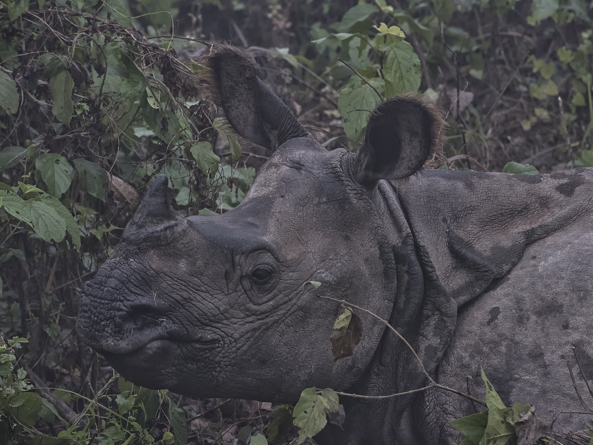 One Horned Asian Rhino