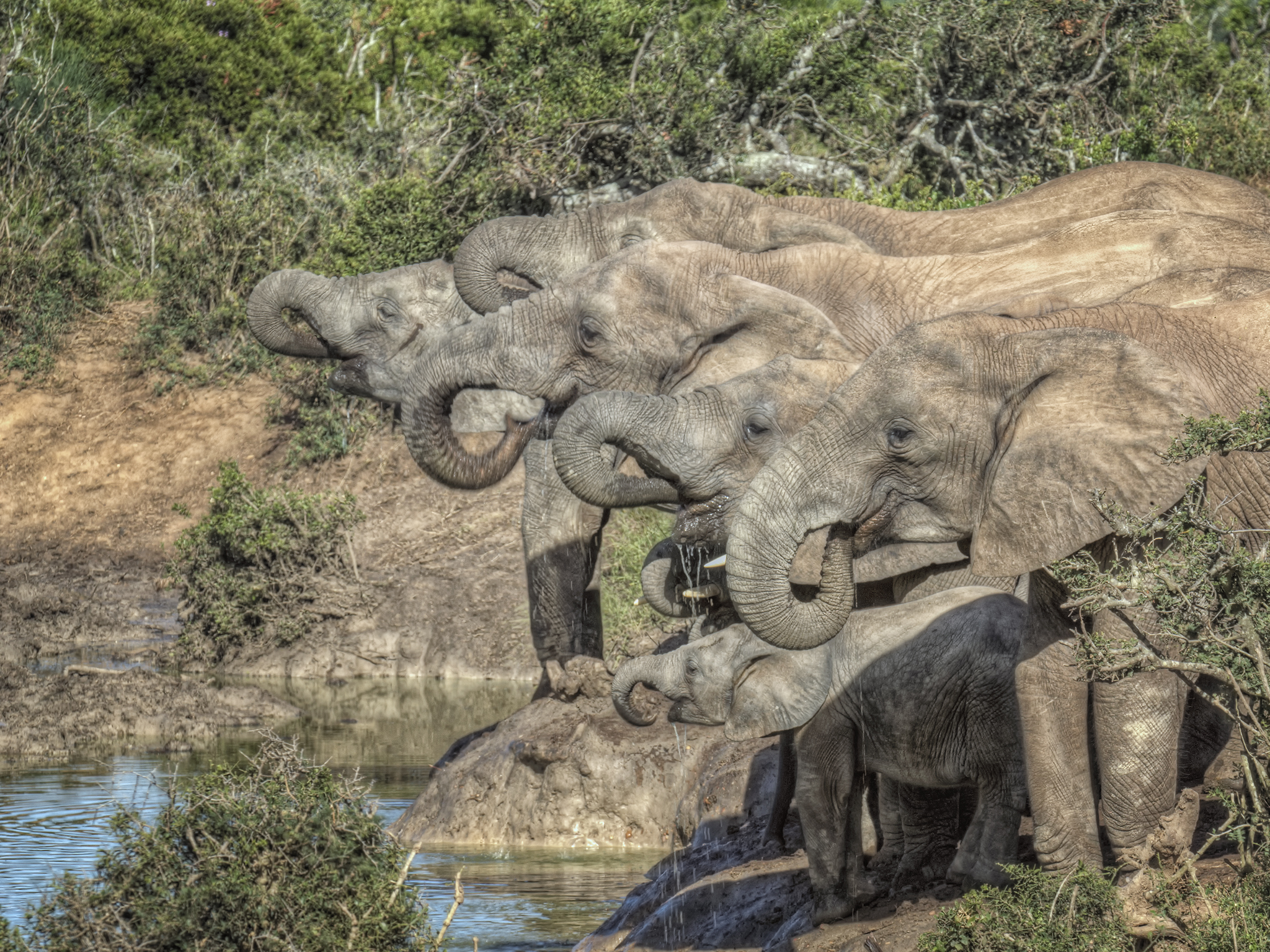 Elephants Drinking
