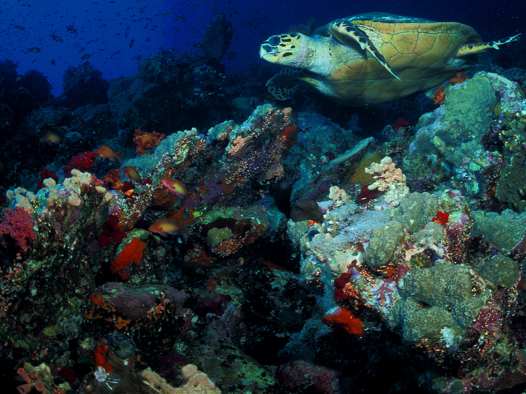 Turtle over the Reef