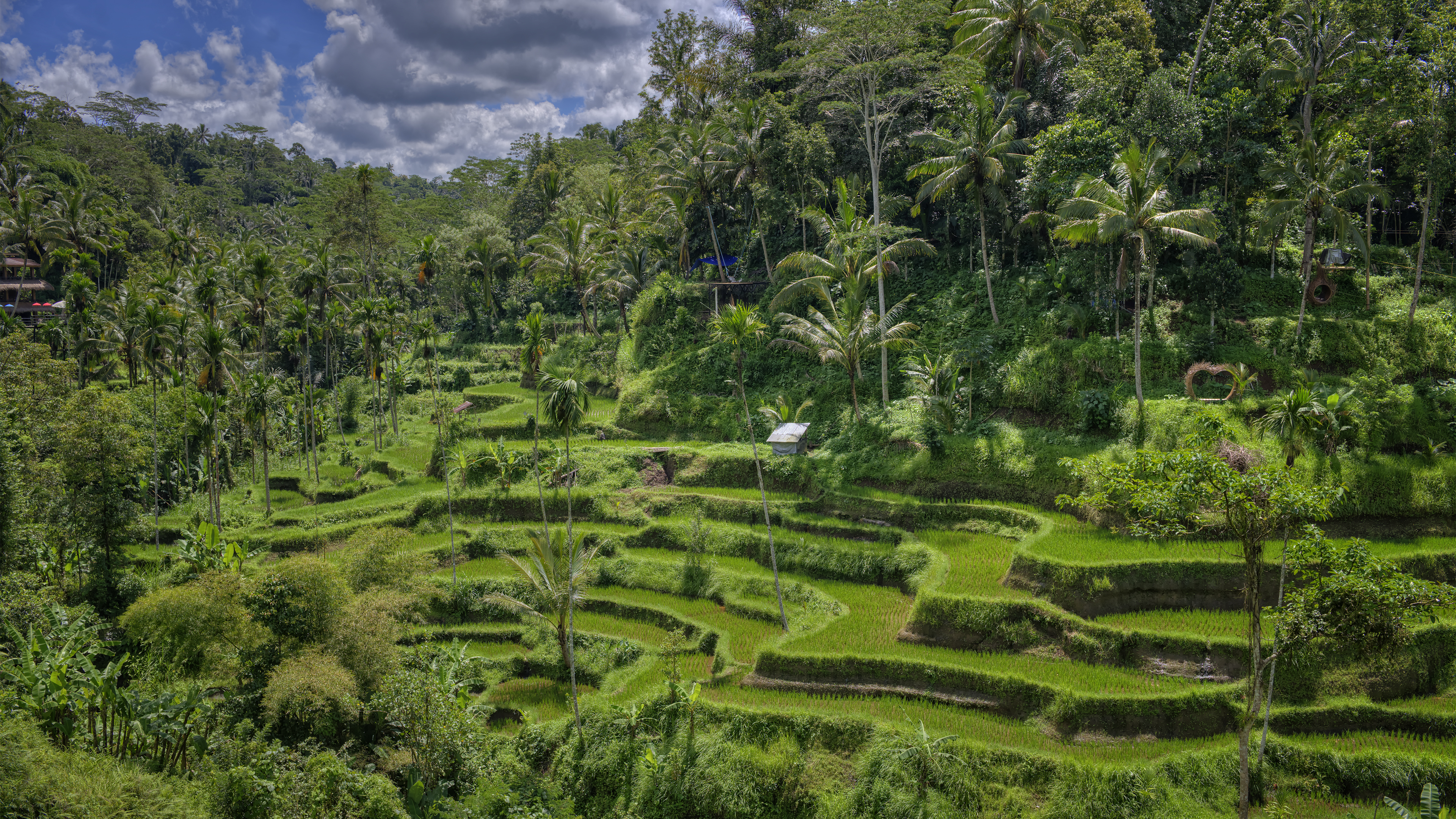 Rice Terraces in Bali