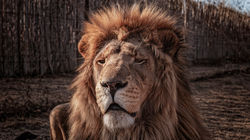 Lion in Krugersdorp, South Africa