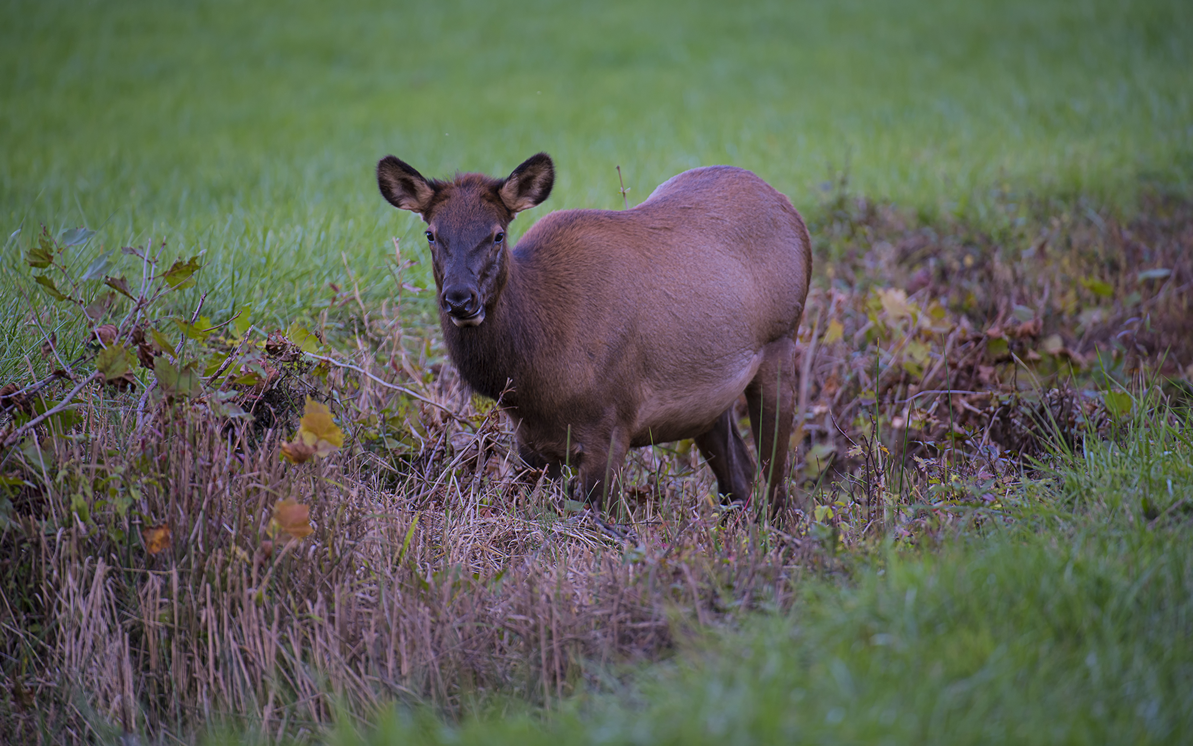 Cow Elk