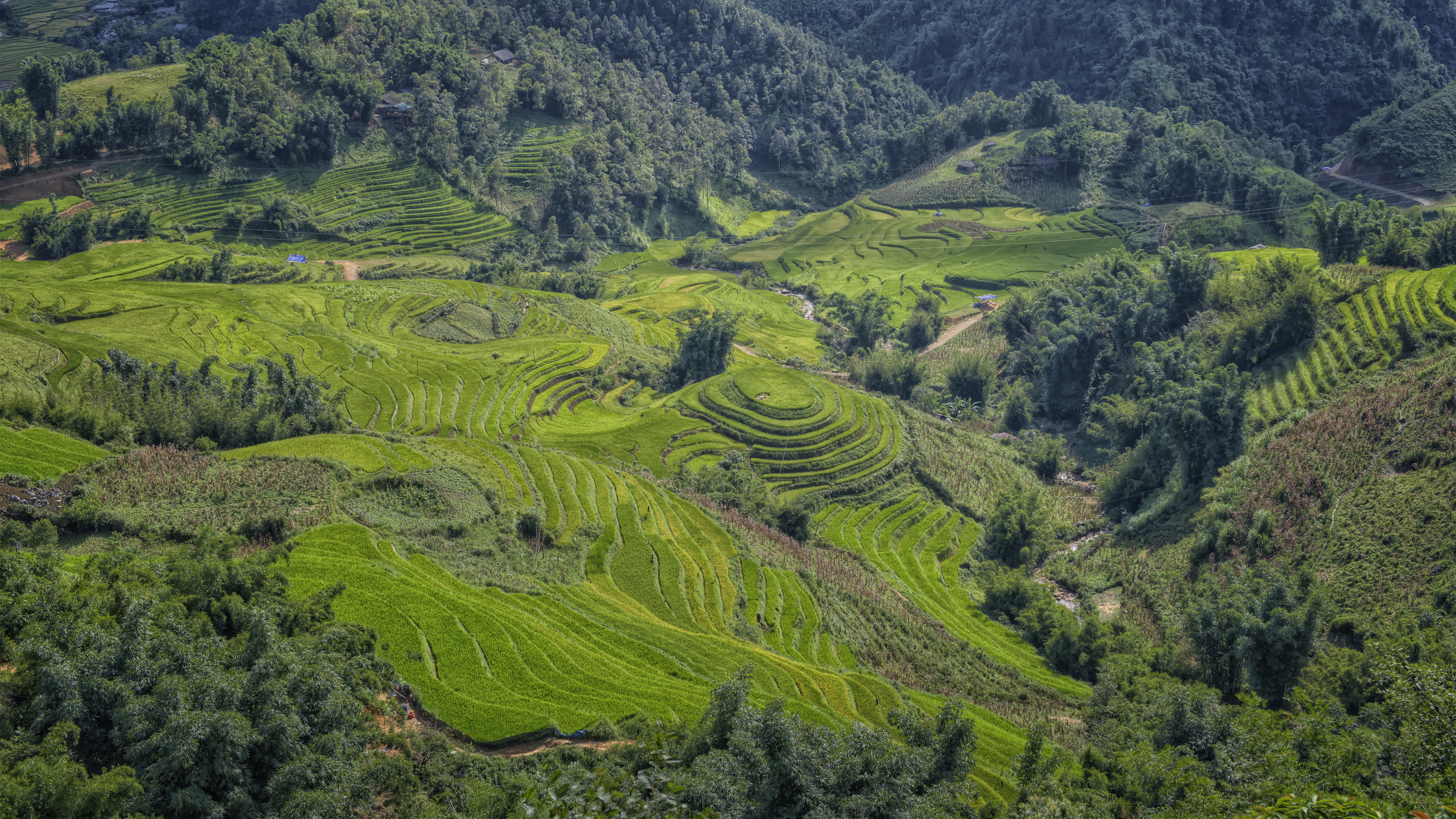 Rice Terrace in Sapa