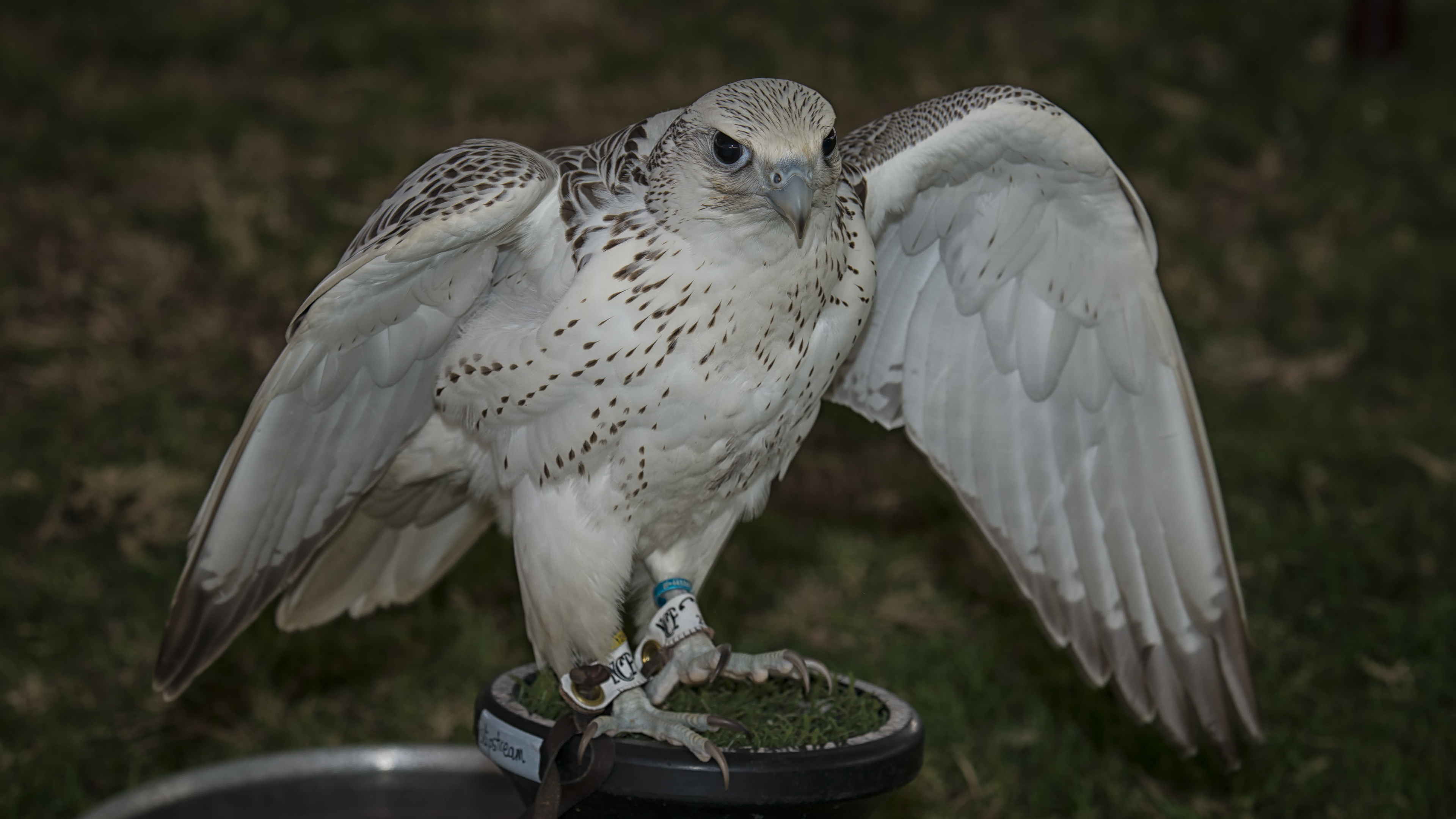 Falcon