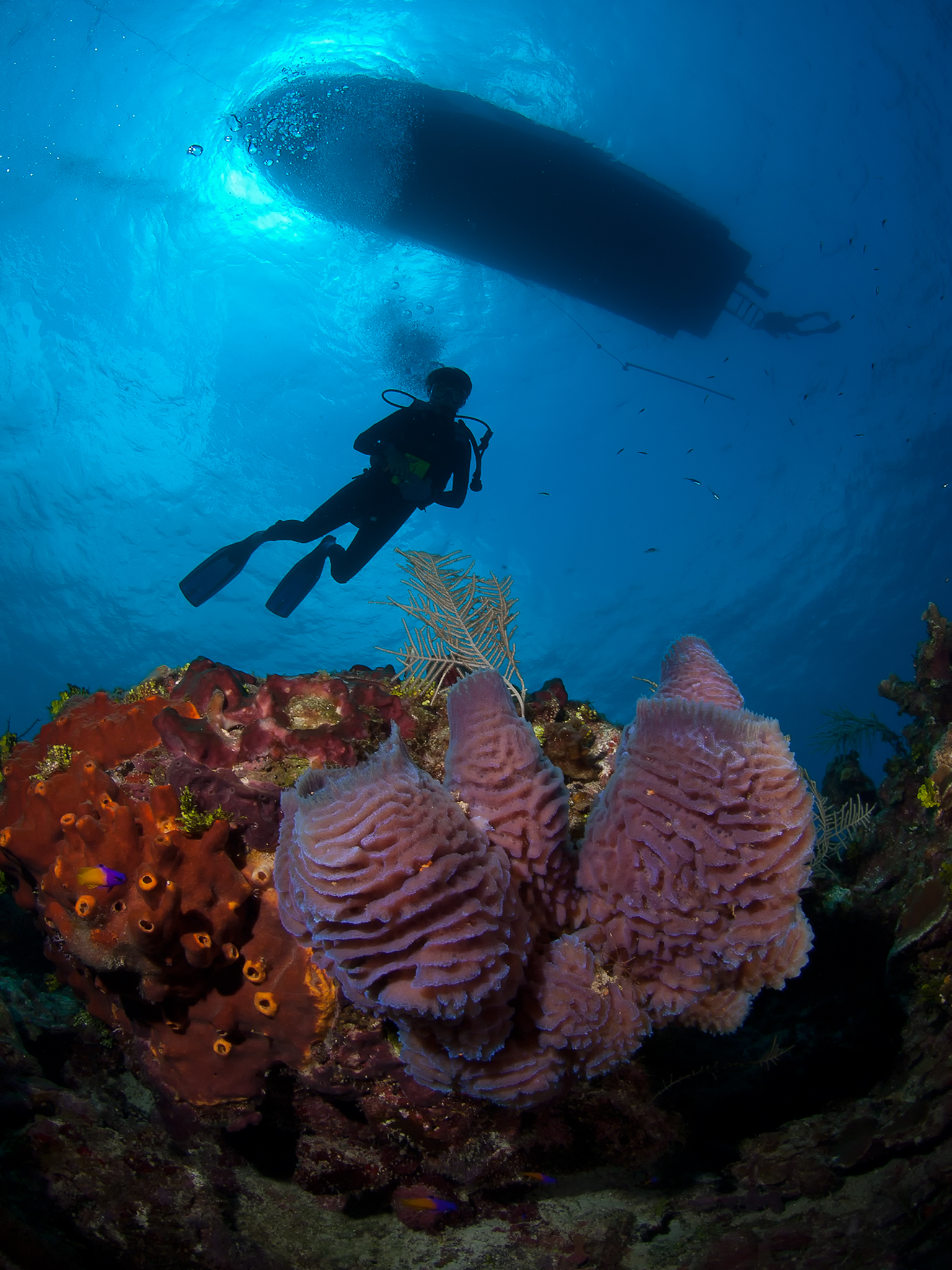 Lavander Sponge with Diver