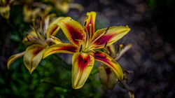 Flower in Kingwood Center Gardens