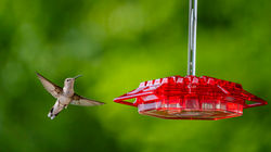 Hummingbird in Tennessee