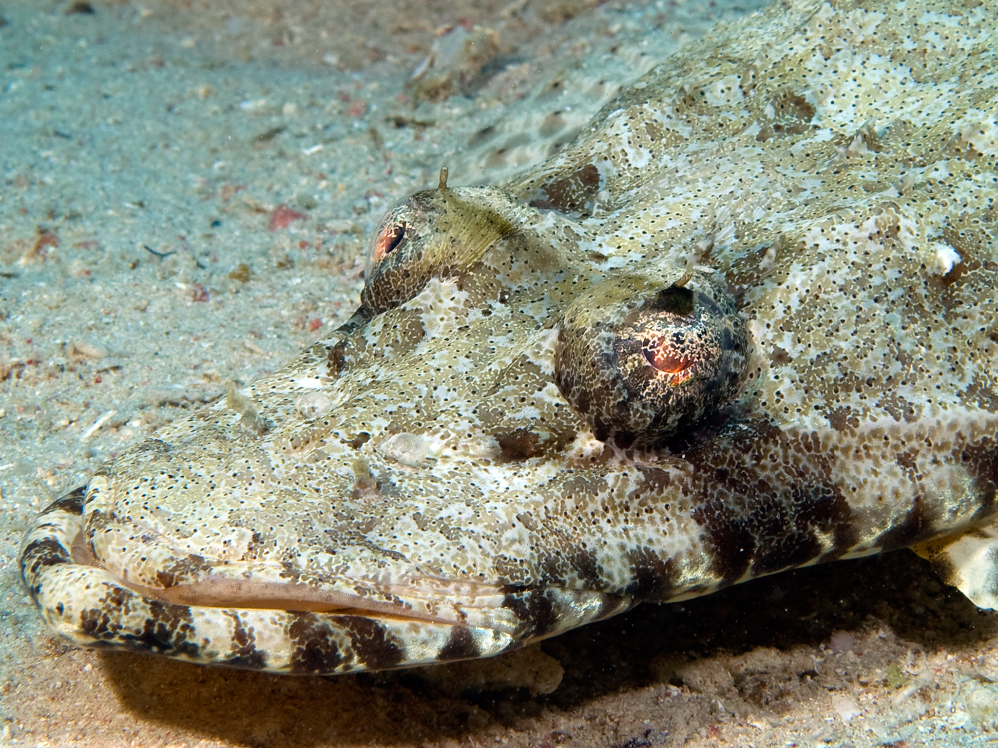 Crocodilefish Head
