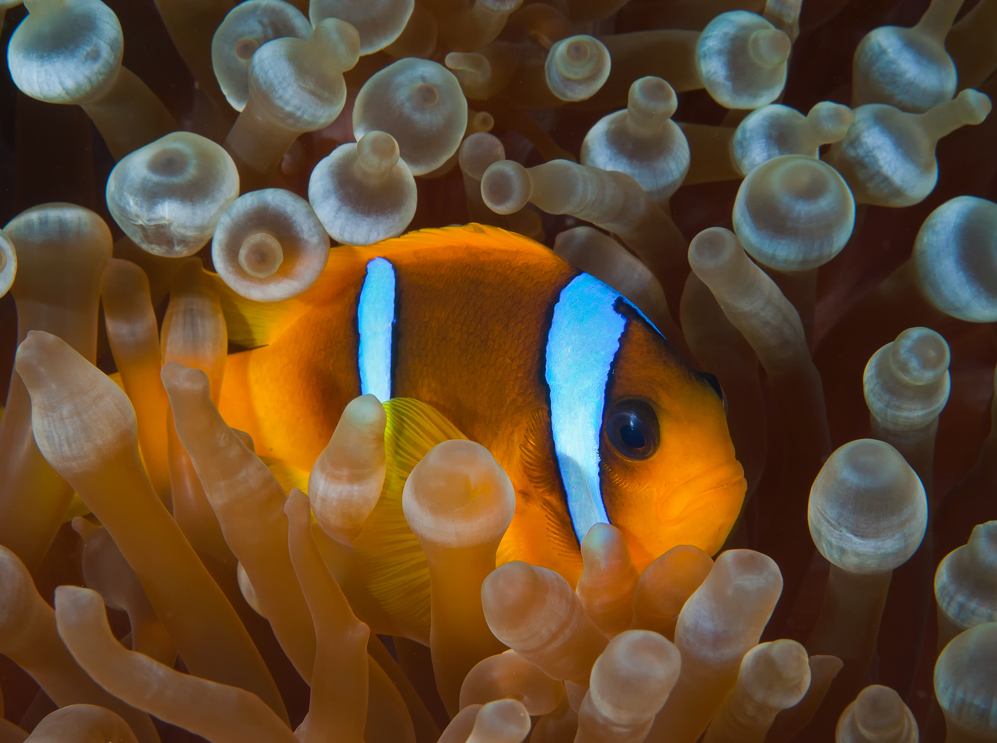 Two Bar Clownfish