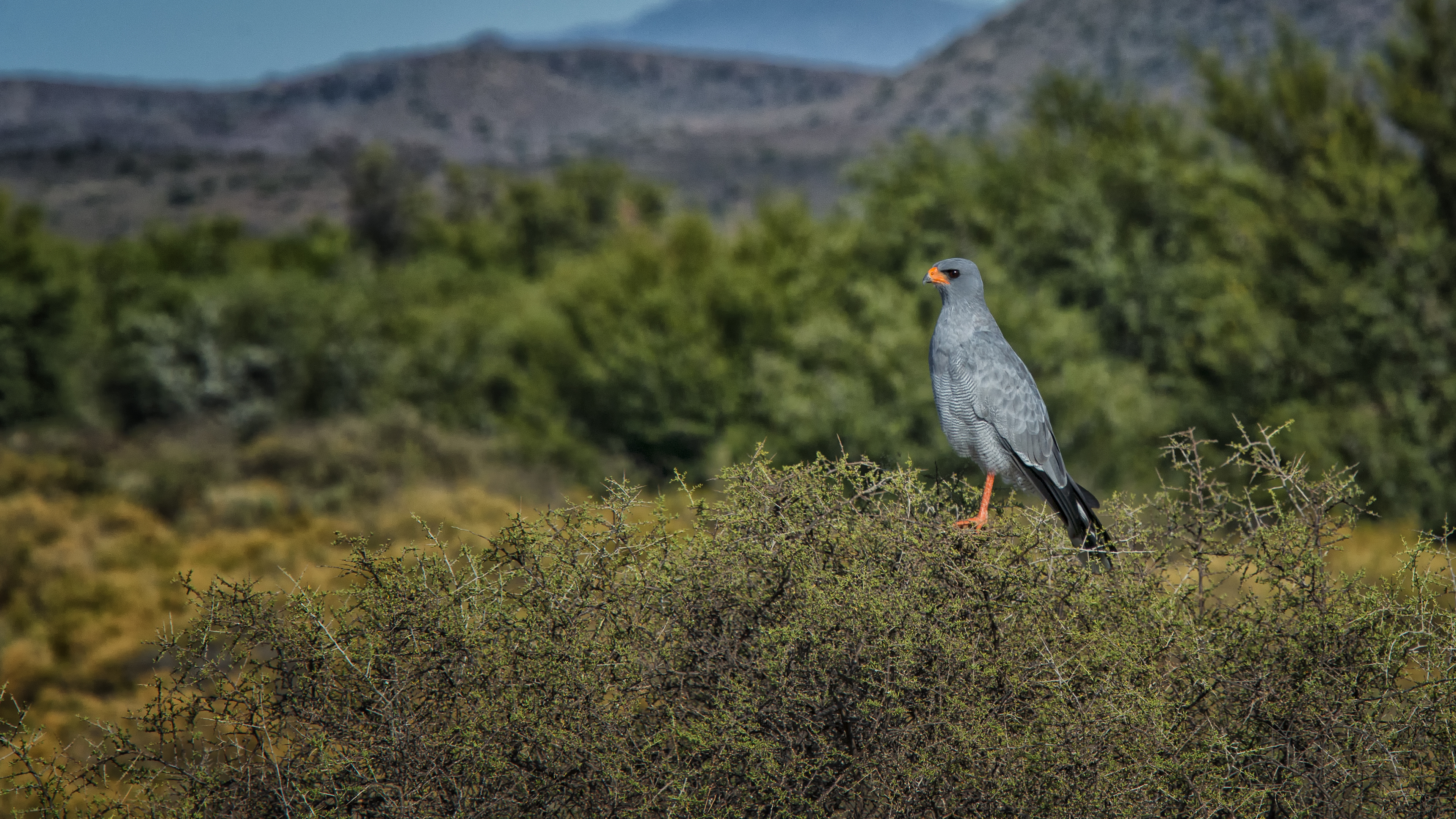 Sanbona wildlife