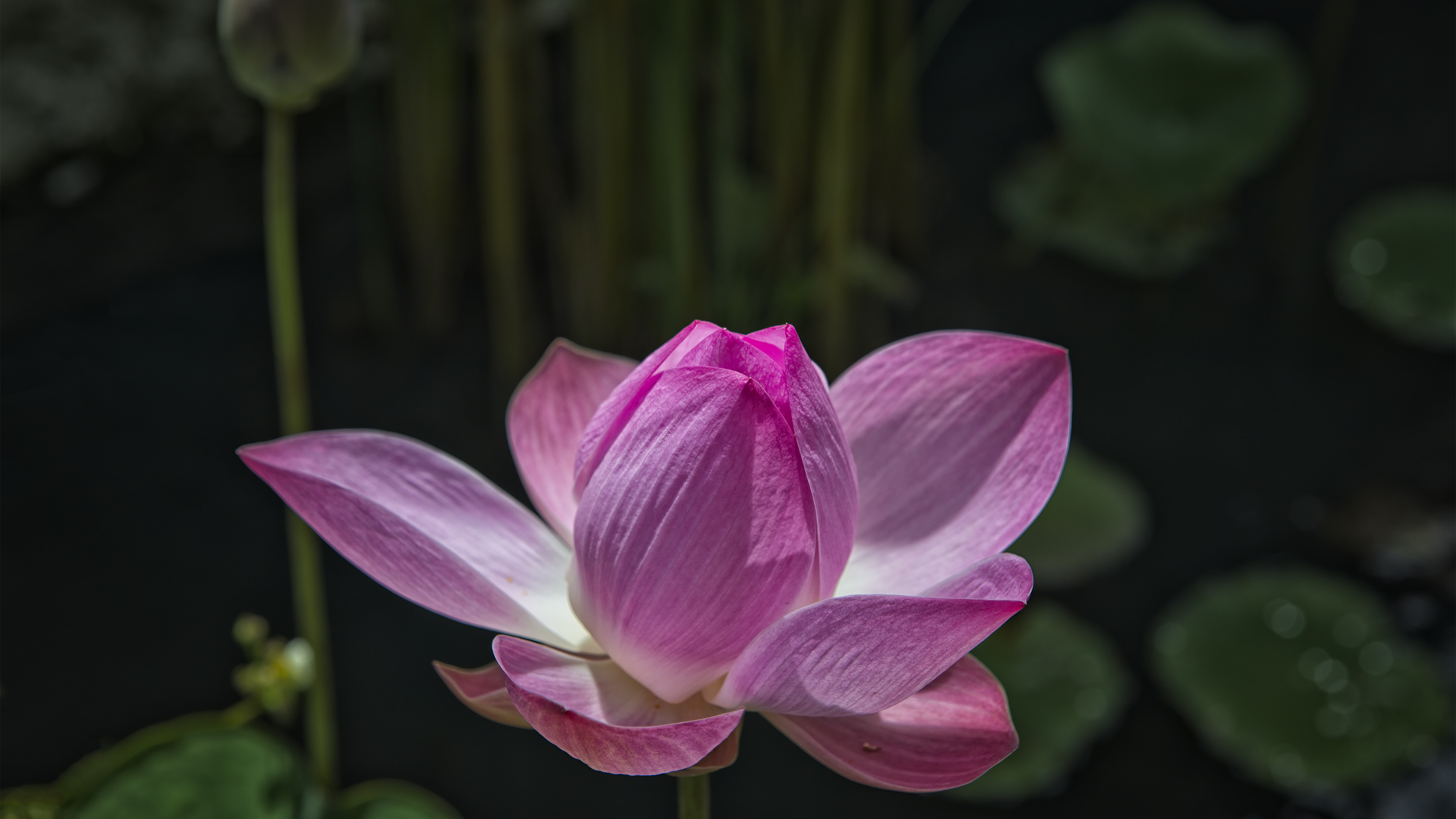Closed Lotus Flower in Bali