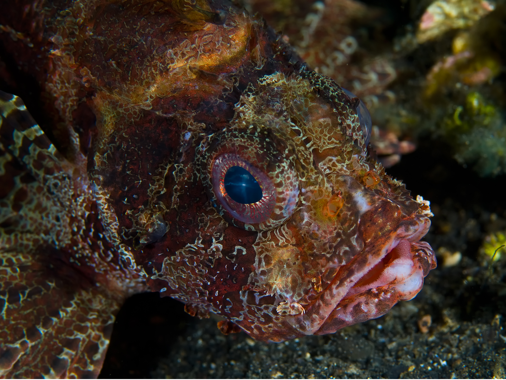 Resting Lionfish