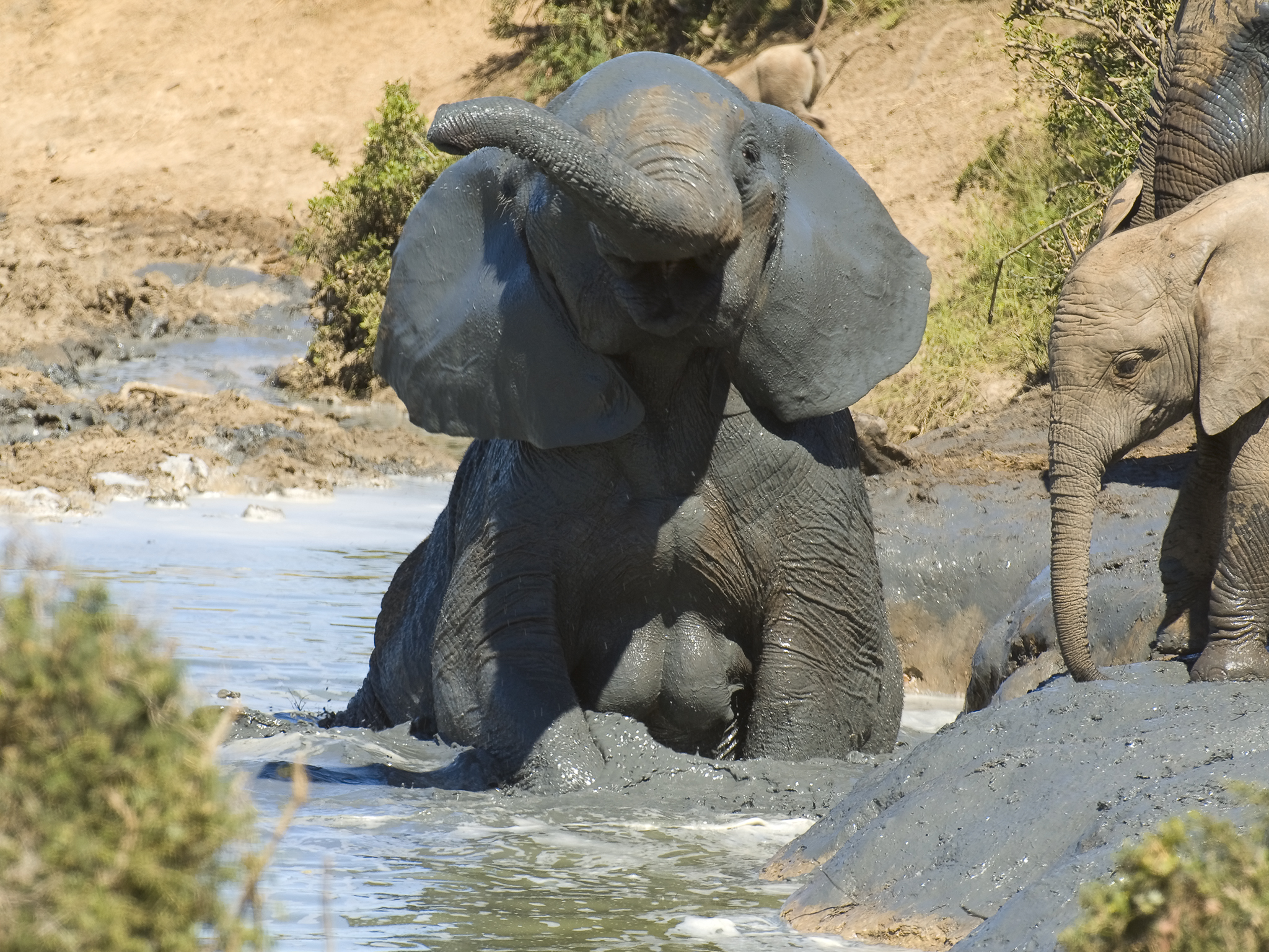 African Elephant Smiling